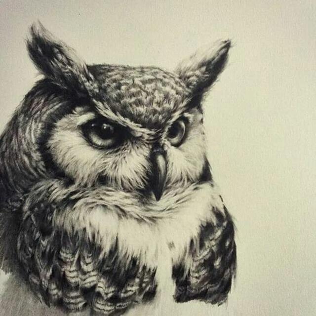 owl