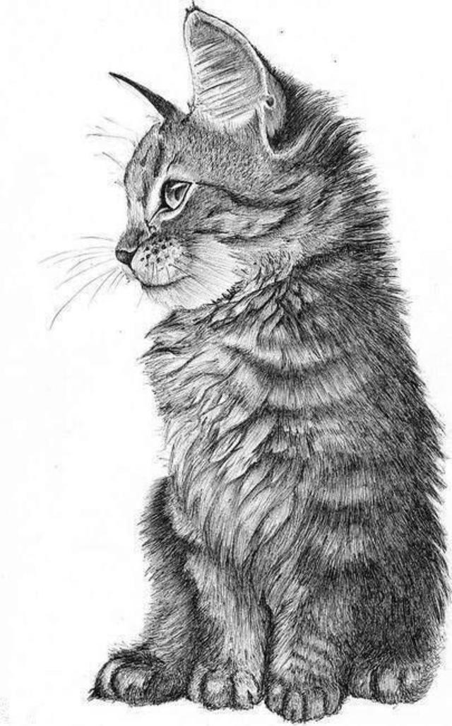 cat
