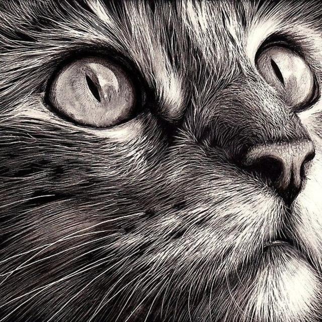 cat