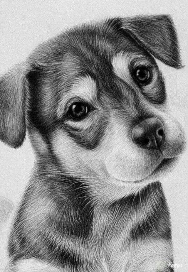 cute dog