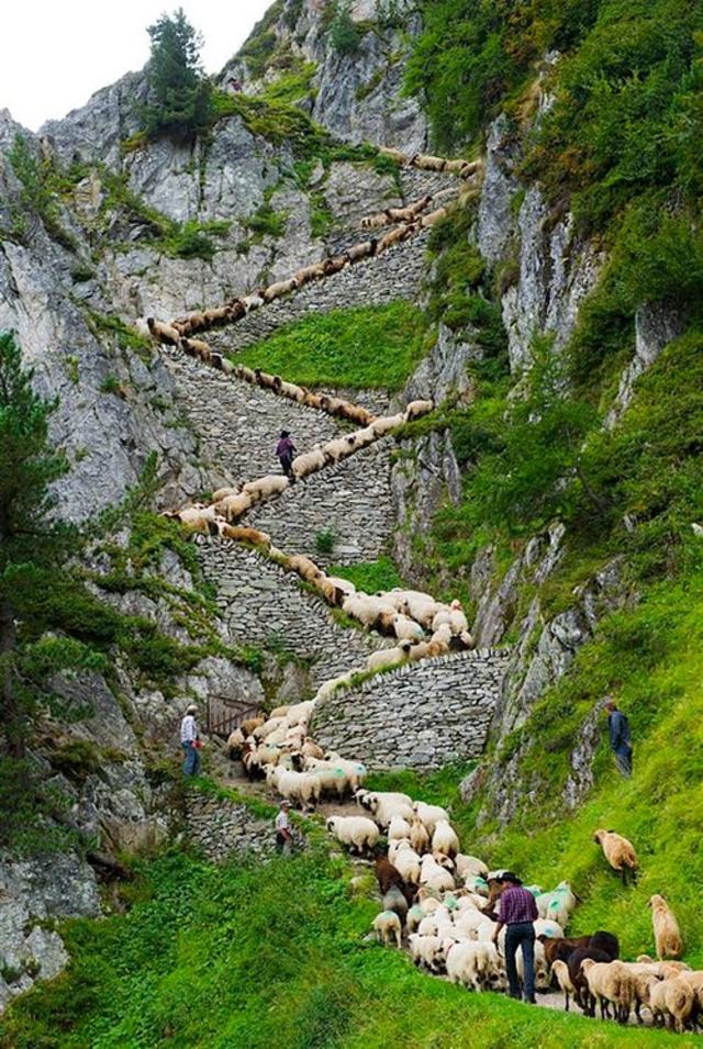 Sheep Switchback, The Alps, Switzerland